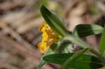 Hoary puccoon